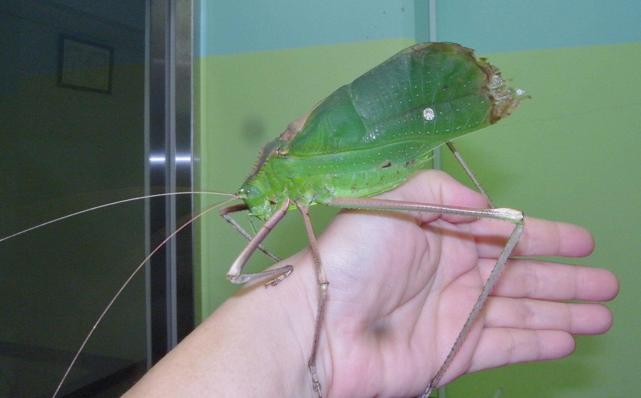 世界最大級のキリギリス　マレーオオコノハギス　ペア標本 世界最大級のキリギリスマレーオオコノハギスペア標本