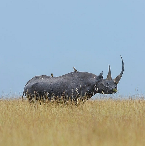 EsViralia's tweet photo. Espero que animales como este nunca lleguen a desparecer,como el tigre de ayer,también quedan muy pocos. Majestuoso¡¡ http://t.co/NSH6ExRbkY