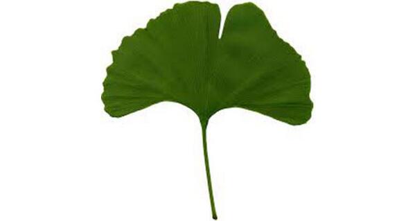 DossierSalute's tweet photo. Ginco biloba - http://t.co/Hgt9vVaHqT http://t.co/wX4R01sW9l