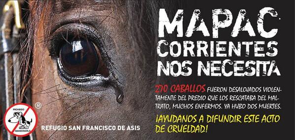 AZUESPERANZA's tweet photo. @MiriamLanzoni Ayuda para los caballitos de #Corrientes -RT por favor ! --> http://t.co/nkx8obmsAy