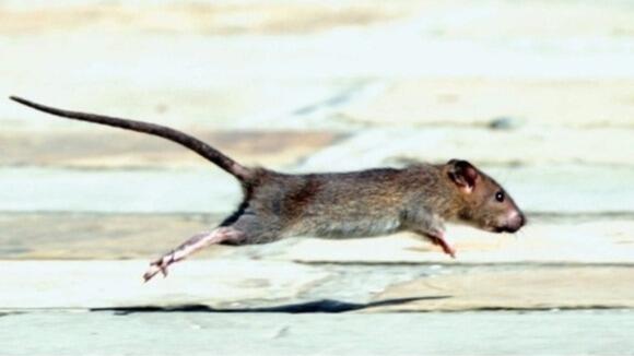 Мыши пробежали предложение. Мышь убегает. Крыса бежит. Крыса убегает. Крысы разбегаются.