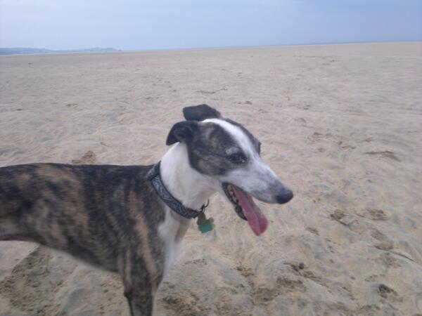 Fur_Keeps's tweet photo. Welcome to your forever home Binky.  So happy we found you xxx http://t.co/jA7041qLgw