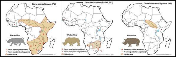 Anti Rhino poaching tweet media