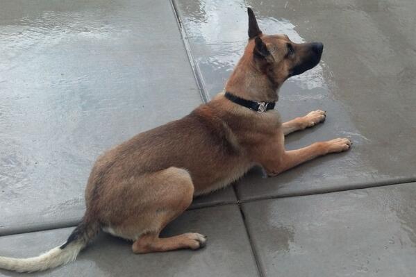 DutchShepherdUt's tweet image. Just waiting for my turn....