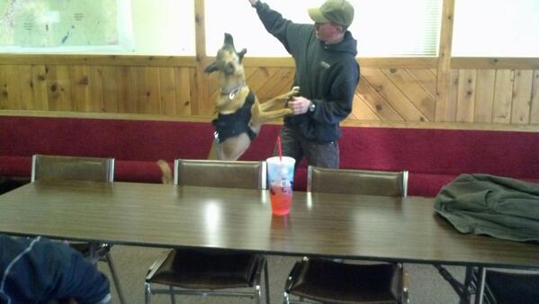 DutchShepherdUt's tweet image. Break time for Stuka during P.O.S.T Training.....