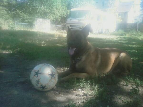 DutchShepherdUt's tweet image. Zoeken is working on his human article tracking certification and also does Dock Diving competition for fun...