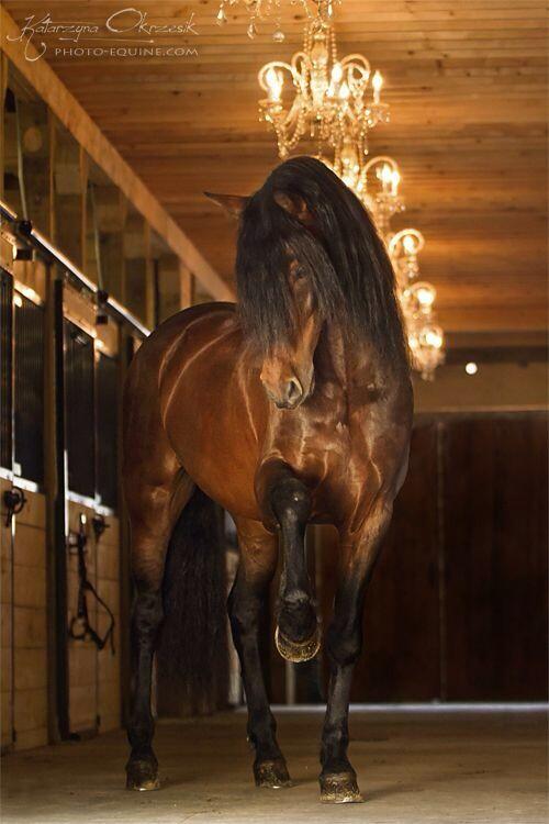 caballossiempre's tweet photo. Precioso. http://t.co/ybzlJUBvBV