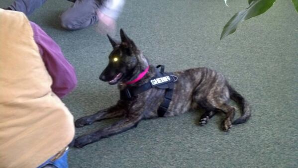 DutchShepherdUt's tweet image. Snyder earned her drug dog certification by 16 weeks of age!!! Handler: Officer Skip Brown