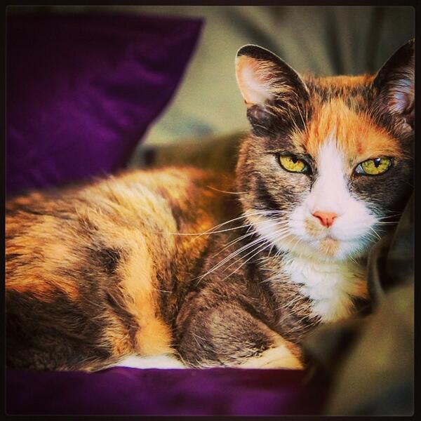 JacksonGalaxy's tweet image. Chuppy - 21 years wasn't enough. Safe travels, my love.