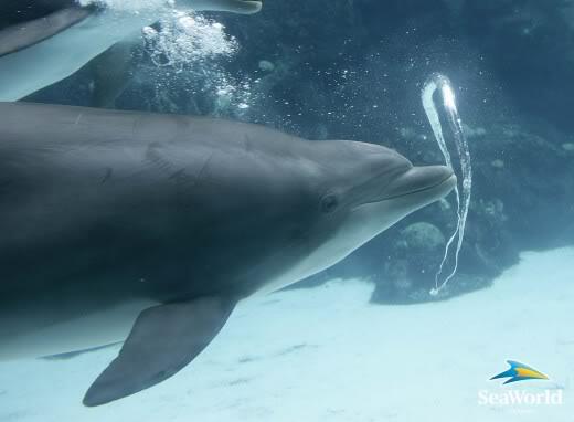 رابط دائم للصورة المُضمّنة