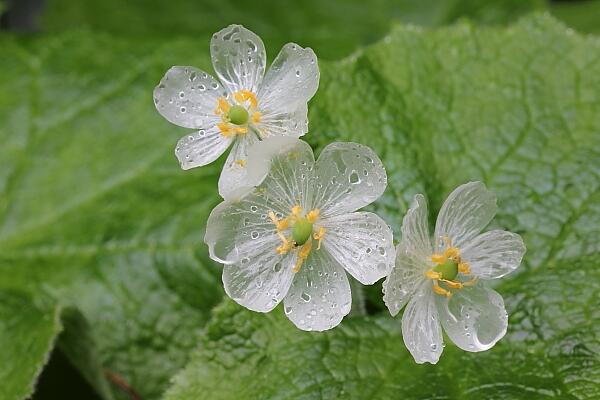 雨に濡れると花弁がガラスのようになる花 サンカヨウ Togetter