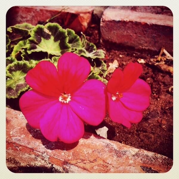 The Bar Enzo #botanical #gardens are now open. Glorious #flowers. #barryisland thanks to everyone who made it happen.