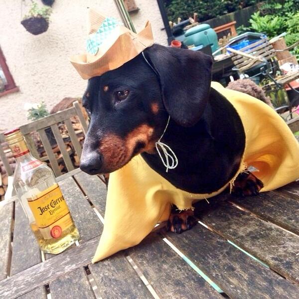 SharpGeorge's tweet image. Mierda de perro.