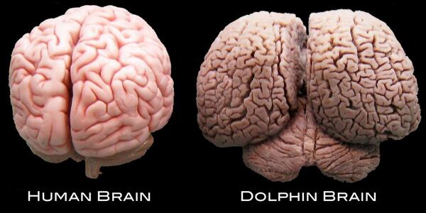 pickover's tweet photo. Your big-brained friend, from the sea. https://t.co/wigeULF1tH  https://t.co/MS0SjyLu0Q