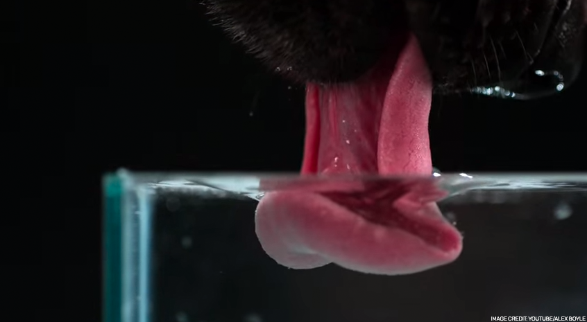 Slow dog drinking water hot sale