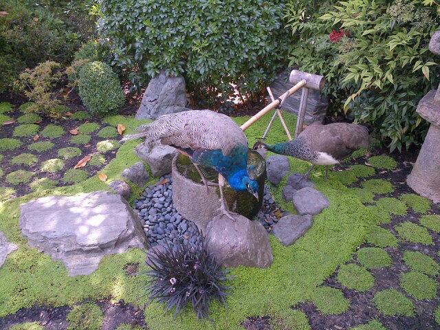 Beautiful peacocks in Holland Park yesterday. My baby was in awe of them. http://t.co/boJhoyXqUs<a href="/tag/lovelife"class="tags"><span>#lovelife</span></a><a href="/tag/whatreallymatters"class="tags"><span>#whatreallymatters</span></a>