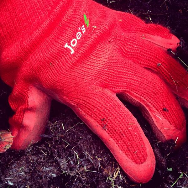 jamiearcher7's tweet image. First outing for @Joes_garden 
The Rafael Nadal of gardening gloves.