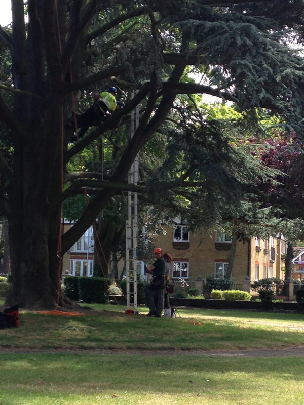 TreeFellaLtd's tweet photo. To ensure Tree Fella continue to provide a proffesional service -Staff having  Climbing assesment update training http://t.co/tcPONOT5YH