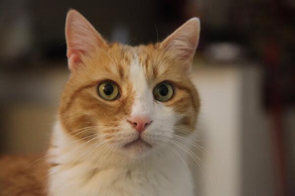 HaraldDoornbos's tweet image. Wie kent iemand in Dubai die voor $300 op m'n kat Oggi wil passen tijdens Ramadan-periode?