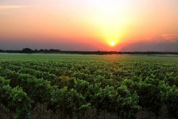 SalentoWine's tweet photo. La storia dei #vini nel #Salento #puglia http://t.co/LjGzKQUsJT http://t.co/tklBLS1BNj