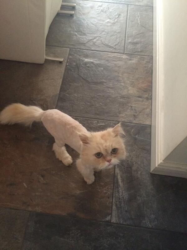 Stannerz tweet media