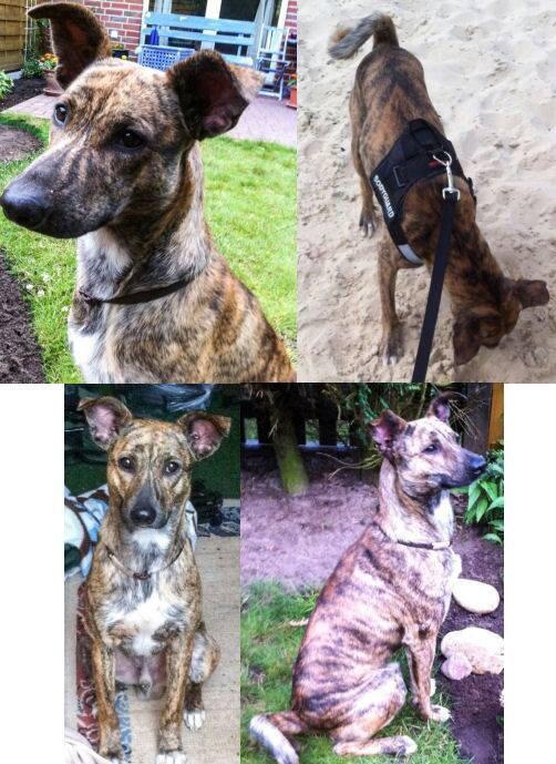 Tigre sucht ein Zuhause. Er ist aus 2/12, ca. 50cm, gechipt &amp; geimpft.
Ansprechpartner Sandra Ehlers: +49 172 7622791