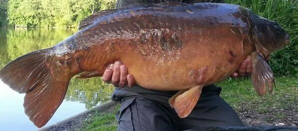30lb+ of prime #Norfolkcarp , from a lake on the outskirts of Norwich
#carp
#carpfishing
#carpcrew
