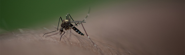 globovision's tweet photo. Confirman un caso de Chikungunya en el Zulia http://t.co/1JGJMLHOvn http://t.co/TGhYQqx6c5