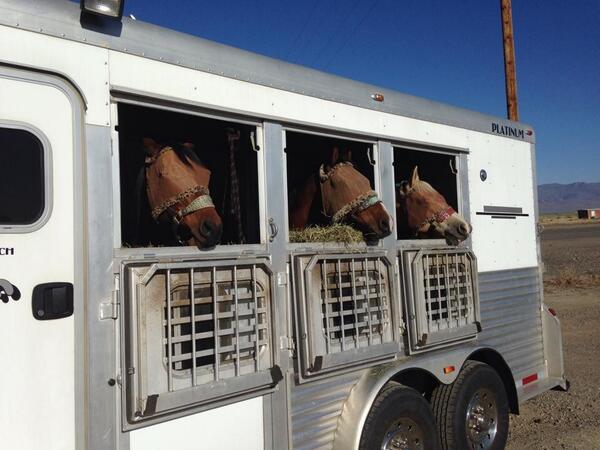 RealTimeEquine's tweet image. Travel with horses? Sign up for @RealTimeEquine and never be caught without your horses traveling papers again.