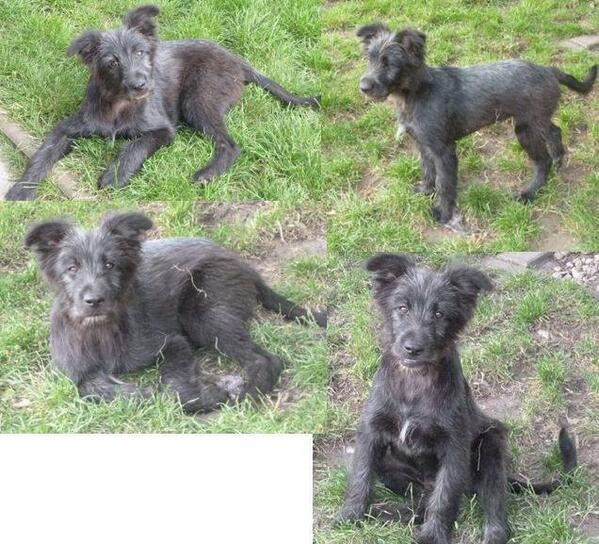 Antonio sucht ein Zuhause: Er ist aus 1/14, 42cm, gechipt &amp; geimpft. Ansprechpartnerin ist Sandra Ehlers: 01727622791