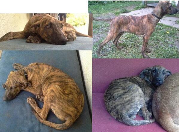 Zur Vermittlung: Léon geb. 2/14, ca. 48cm, gechipt &amp; geimpft. Ansprechpartner Fr. Ehlers: 01727622791