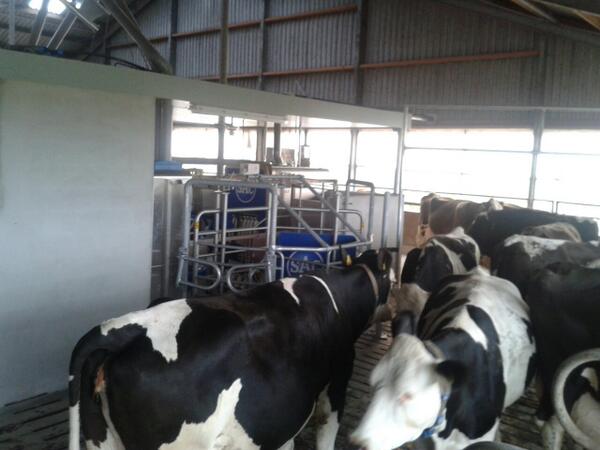 fleckveeboertje's tweet image. Druk bij de nieuwe robot. Ze wilen t allemaal van dichtbij zien. Dinsdag begint t echt #robotmelken