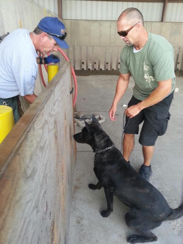 DutchShepherdUt's tweet image. Two year old DSU Working Dog - Training for SWAT Team Certification.