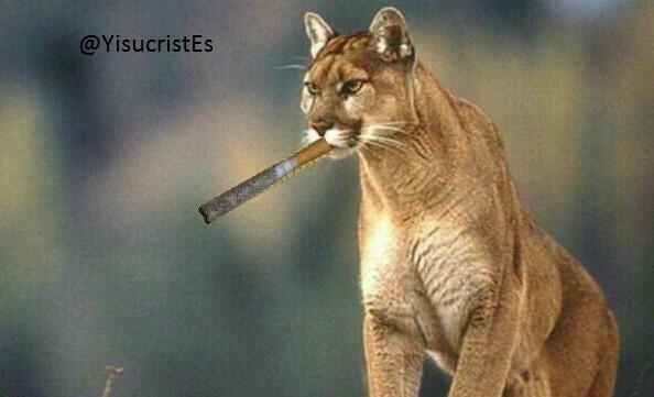 elpumaoficial's tweet photo. "@YisucristEs: — QUIEEN FUMA??? 
— http://t.co/O93umjqr0O"
Me pillaron mmjjjj