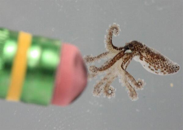 NataniaBarron's tweet photo. Better pic: #tinyoctopus #happy #SOTINYOMG http://t.co/8Asr0mViu6