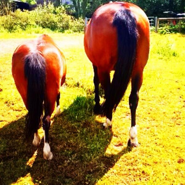 SloperJo's tweet photo. Happy ponies http://t.co/onUkZVQD39