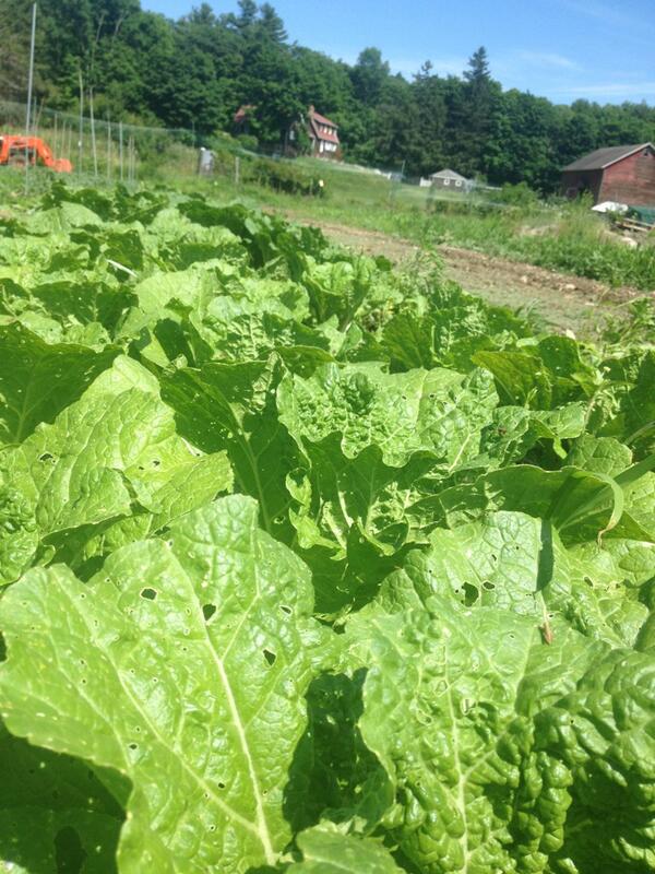 VeritasFarms's tweet photo. Napa Cabbage the classiest cabbage around #tasty #better than potato buns #csa #bronxville farmers market #classy http://t.co/myl2JoolfJ