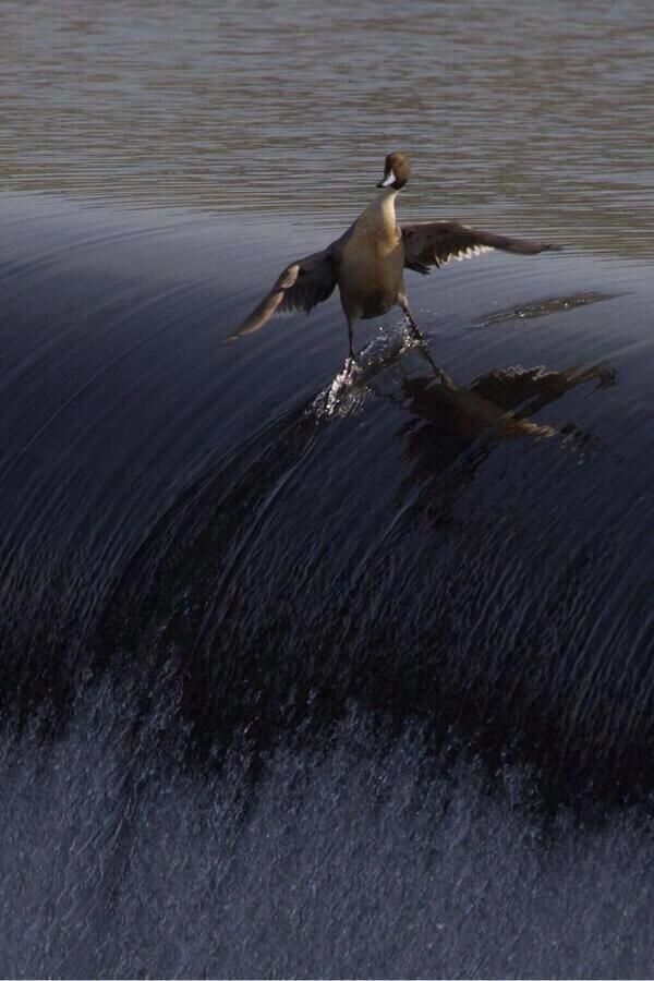 adrigil_'s tweet photo. "@_Paisajes_: No importa cuánto te esfuerces, nunca molarás tanto como este pato. http://t.co/jxWlO5L4xD"