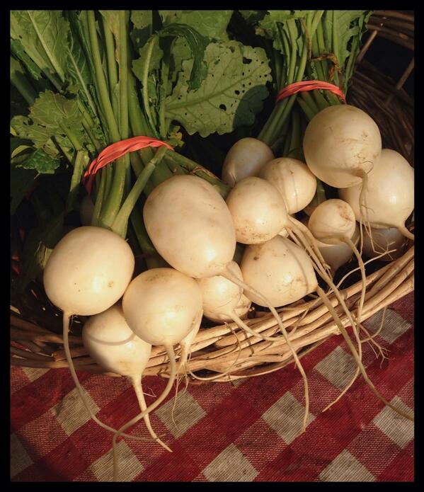 GoodsGreens's tweet photo. Holla' to Team @VeritasFarms - Those #CSA radishes were like a newborn's pristine cheeks! Just add butta'! http://t.co/r08CkbAHlW