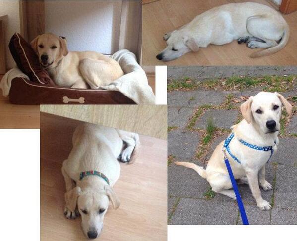 Zur Vermittlung: Miki, Labi-Mix aus 8/12, ca.35cm, gechipt &amp; geimpft, Ansprechpartner: Fr.Ehlers: 01727622791