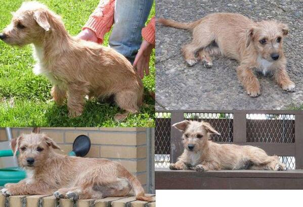 Zur Vermittlung: Sweety aus 2/14, ca.18cm, gechipt &amp; geimpft, Ansprechpartner: Fr.Ehlers: 01727622791