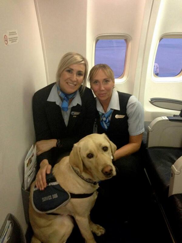 westjet dog in cabin