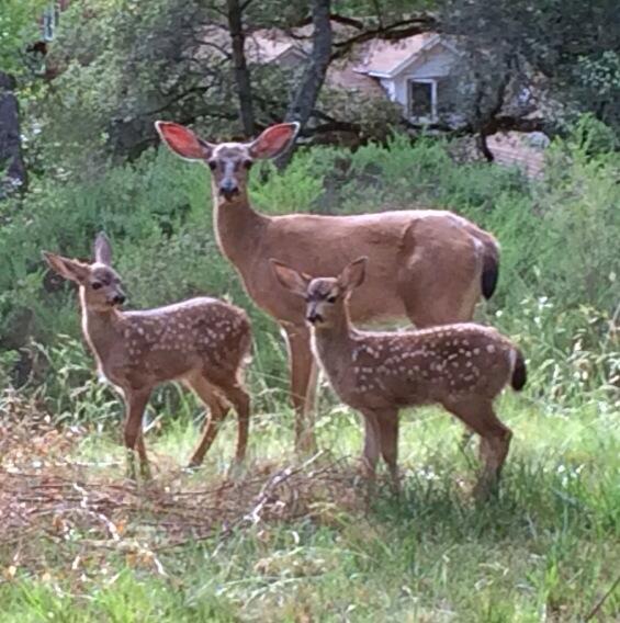 RengaArts's tweet photo. Visitors in the yard. http://t.co/h38ztJmzK7