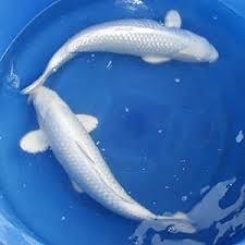 Platinum Ogon Koi in stock
