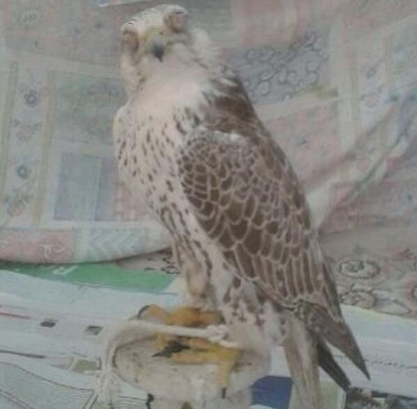 هذا اليا شفته تجي تدبل السوم 
من غير ماتشعر تزود وراها 

العين عين اللي مايحتاج تعلوم 
قد ذاقها في ديرته وما نساها