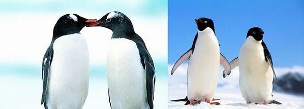 Sabias que las parejas de pingüinos se dan la mano y se besan como los humanos