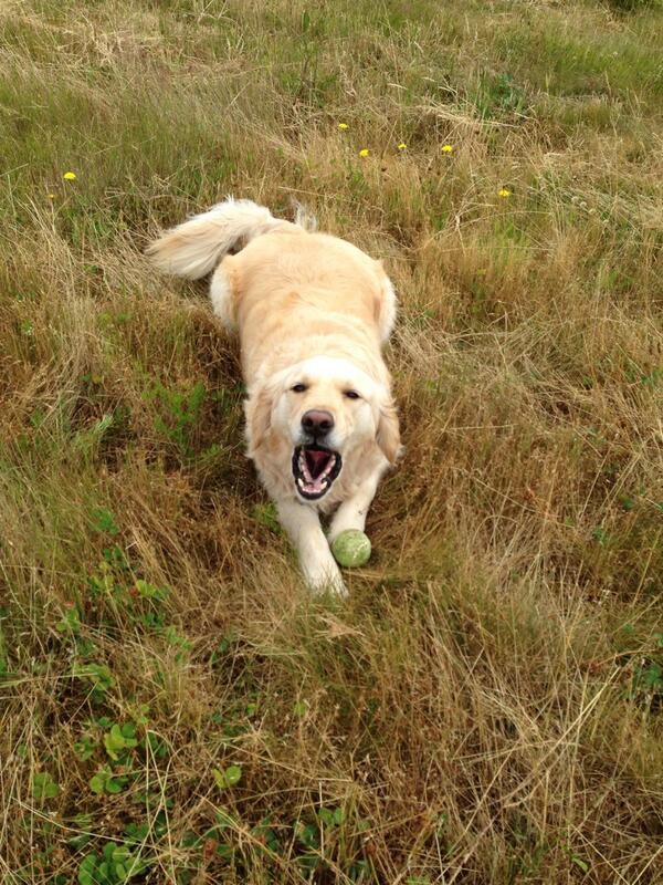 Runthosedogs's tweet image. Zorro LOVES his ball time! No doubt about it! #ballobsession  #goldenretrievers #dogsarefamily #dogrunner