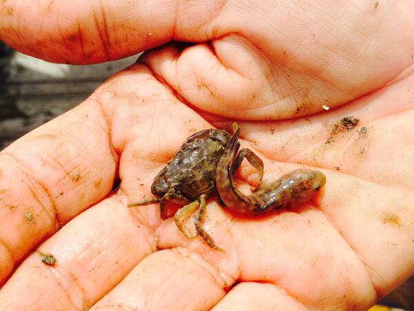 MDPublicSafety's tweet photo. You never know what you may find in an #oyster cage! Goby fish and mud crab. #DPSCS http://t.co/44mJEWNSky