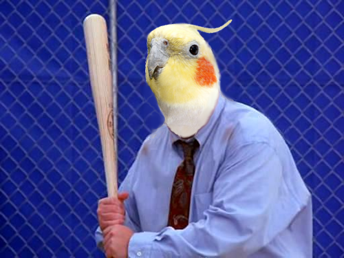 birb