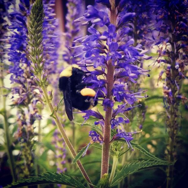 MrTips007's tweet image. Cute little bumblebee on a cute ass flower